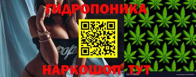 индика Новодвинск